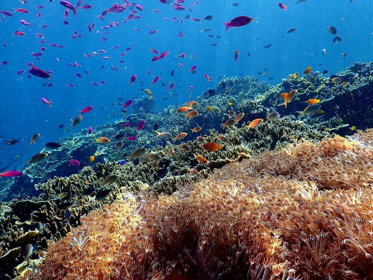 Love'S Beach & Dive Resort Moalboal Esterno foto