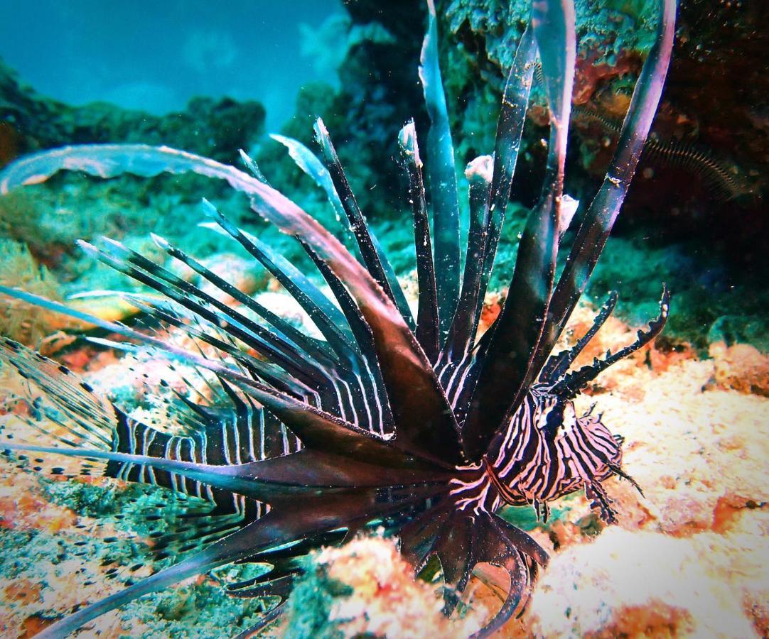 Love'S Beach & Dive Resort Moalboal Esterno foto